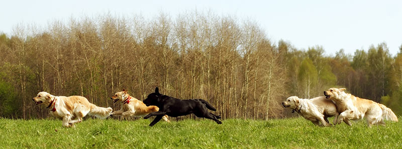 labrador running outside