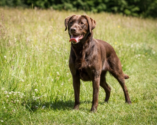 Labrador Bow Wow Meow Pet Insurance