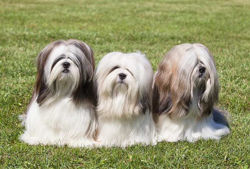 Lhasa Apso Bow Wow Meow Pet Insurance