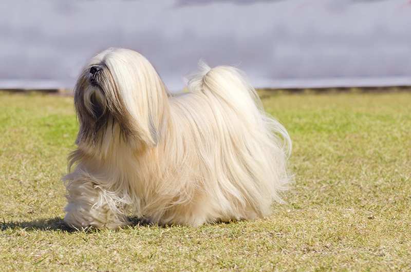 lhasa-apso-at-showring