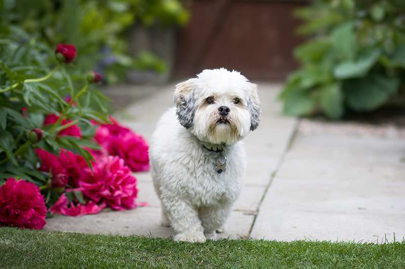 Lhasa Apso Bow Wow Meow Pet Insurance