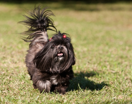 Lhasa Apso