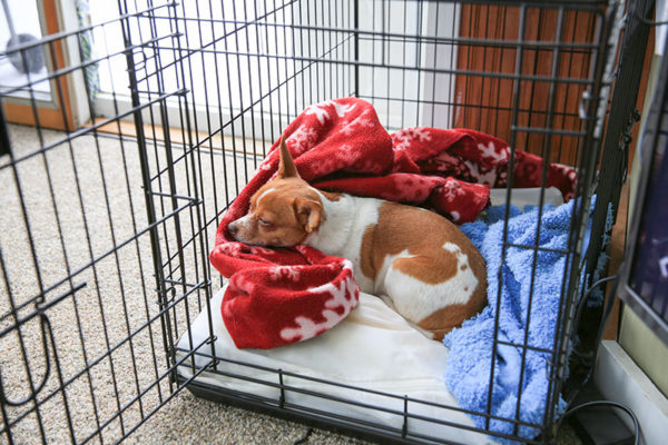 How to crate train your puppy Bow Wow Meow