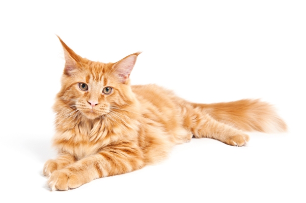 Maine Coon Cat Bow Wow Meow Pet Insurance