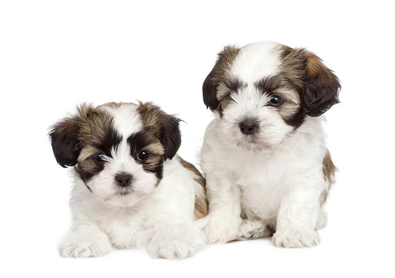 maltese-shih-tzu-cross-puppies Maltese Bow Wow Meow Pet Insurance Shih Tzu Bow Wow Meow Pet Insurance