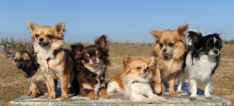 many-chihuahua-outside