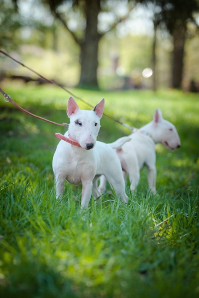 Miniature Bull Terrier Bow Wow Meow Pet Insurance