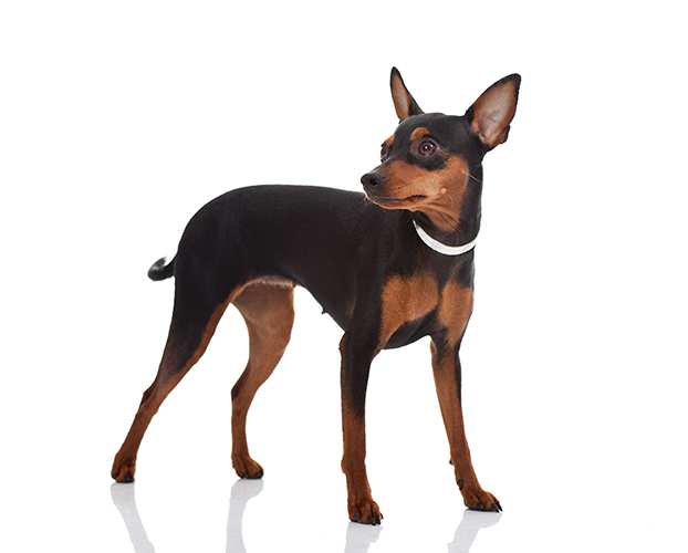 Miniature Pinscher Bow Wow Meow Pet Insurance