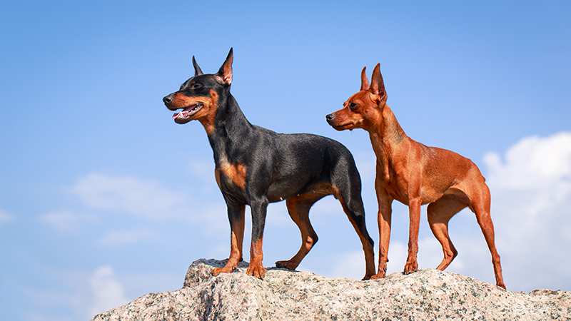 miniature-pinscher-tan-and-black-standing-on-rock Miniature Pinscher Bow Wow Meow Pet Insurance