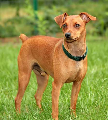 Miniature Pinscher Bow Wow Meow Pet Insurance