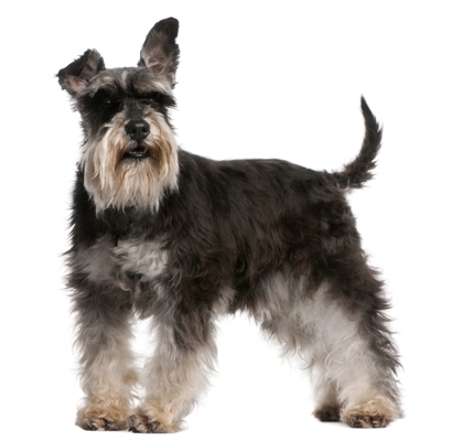 Miniature Schnauzer Bow Wow Meow Pet Insurance