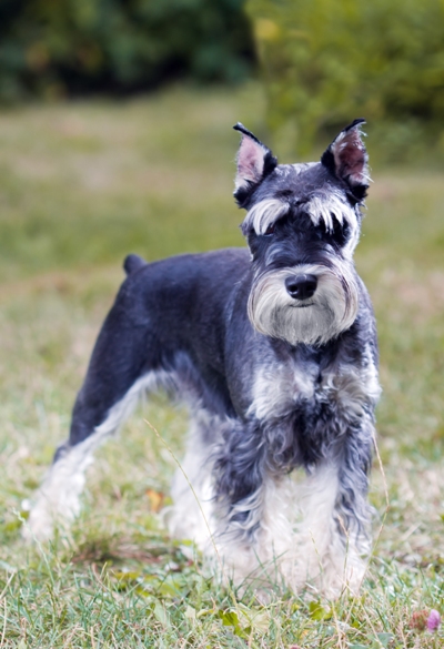 Miniature Schnauzer Bow Wow Meow Pet Insurance