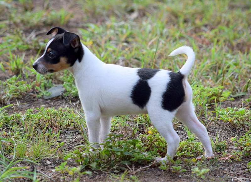 Miniature Fox Terrier Bow Wow Meow Pet Insurance minifoxie-miniature-fox-terrier-puppy-tricolour-standing-outdoors