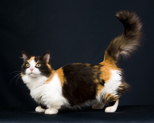 Munchkin Cat Bow Wow Meow Pet Insurance