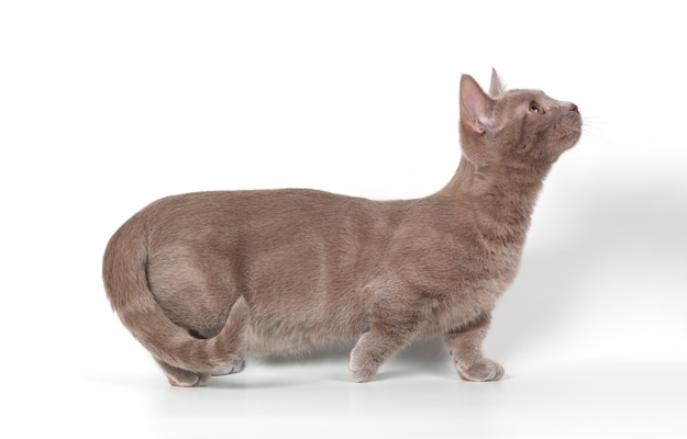 Munchkin Cat Bow Wow Meow Pet Insurance