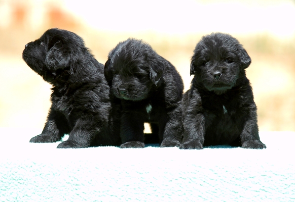 Newfoundland Puppies Newfoundland Bow Wow Meow Pet Insurance