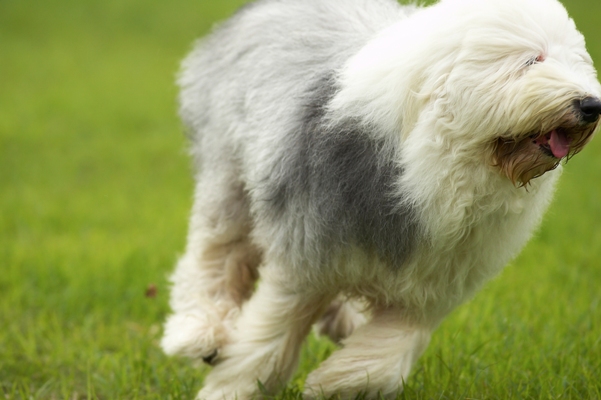 Old English Sheepdog Running