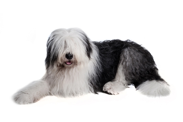 Old English Sheepdog Lying Down Old English Sheepdog Bow Wow Meow Pet Insurance