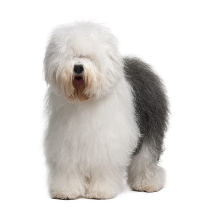 Old English Sheepdog Old English Sheepdog Bow Wow Meow Pet Insurance