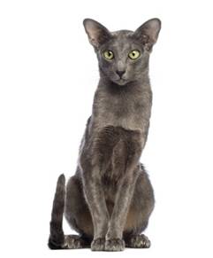 Oriental Shorthair Cat