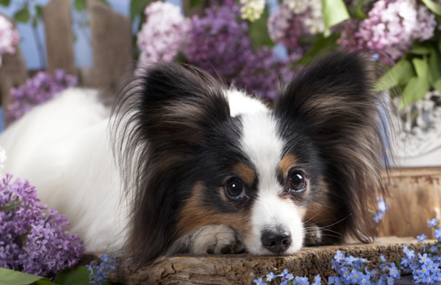 Papillion Lying Down