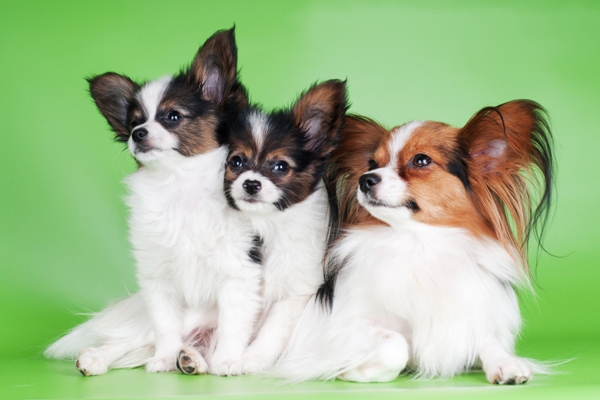 Papillion Puppies