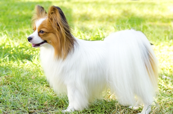 Papillion Standing Papillon Dog Bow Wow Meow Pet Insurance