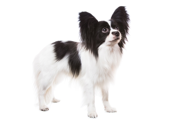 Papillon Dog Bow Wow Meow Pet Insurance