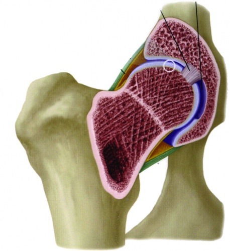 Arthritis in dogs and cats Bow Wow Meow