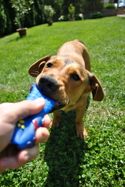 play-tug-with-dog