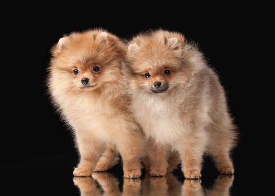 Pomeranian Puppies Pomeranian Red Bow Wow Meow Pet Insurance