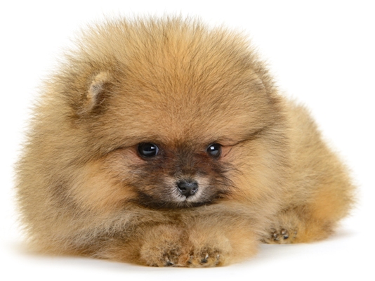 Pomeranian Red Bow Wow Meow Pet Insurance