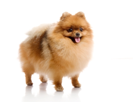 Pomeranian Red Bow Wow Meow Pet Insurance