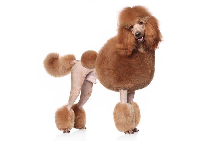 Poodle Bow Wow Meow Pet Insurance