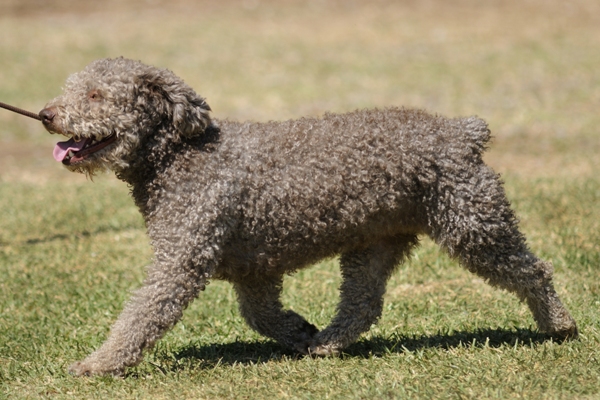 Portuguese Water Dog Portuguese Water Dog Bow Wow Meow Pet Insurance