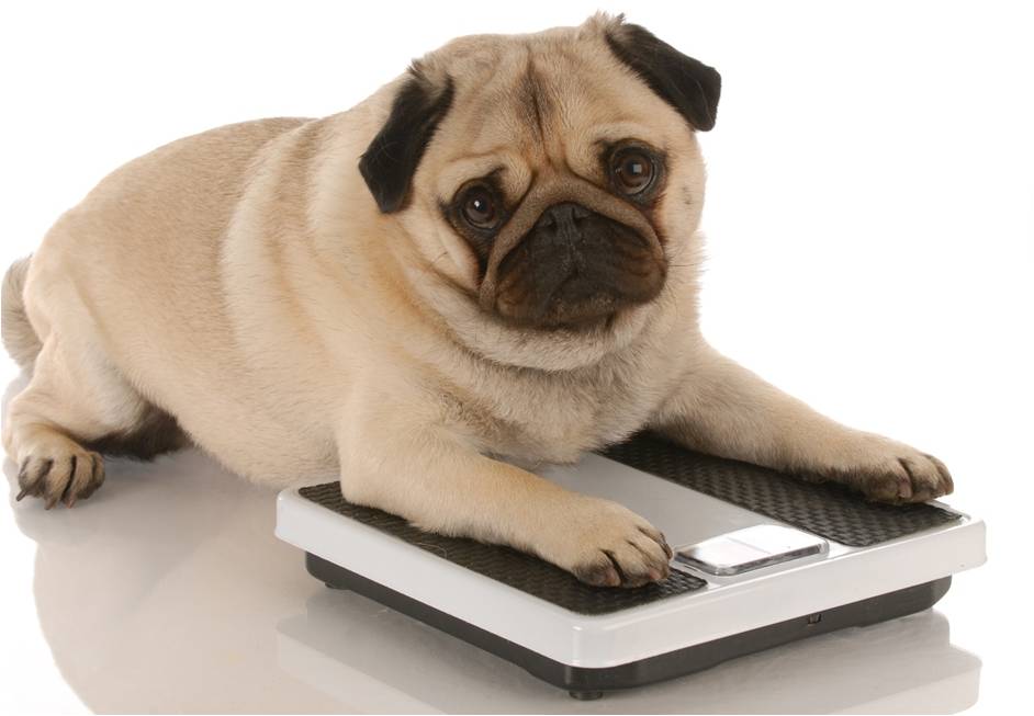 Pug Lying On A Scale Pug Bow Wow Meow Pet Insurance