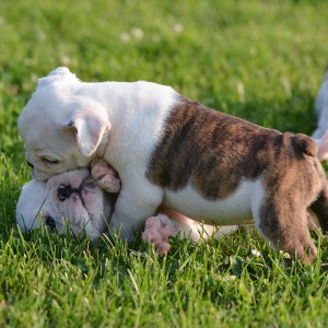 puppy-in-grass-play-700×700-300×300