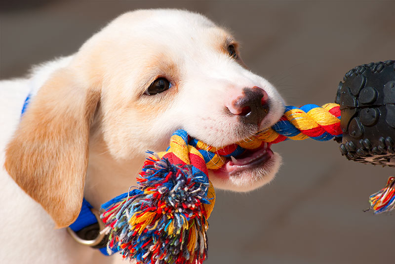 Labrador puppy playing tug