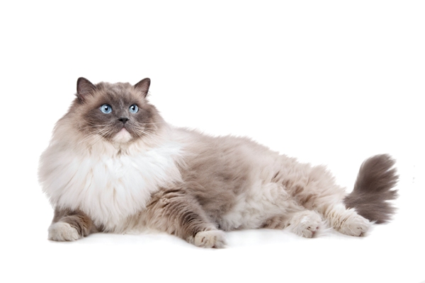 Ragdoll Cat Bow Wow Meow Pet Insurance