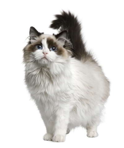 Ragdoll Ragdoll Cat Bow Wow Meow Pet Insurance