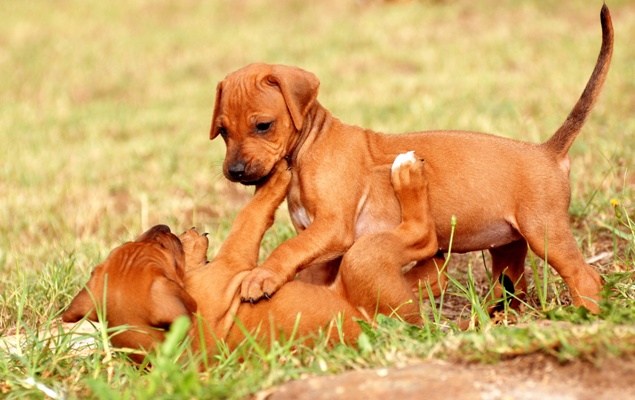 Rhodesian Ridgeback Puppies Rhodesian Ridgeback Bow Wow Meow Pet Insurance