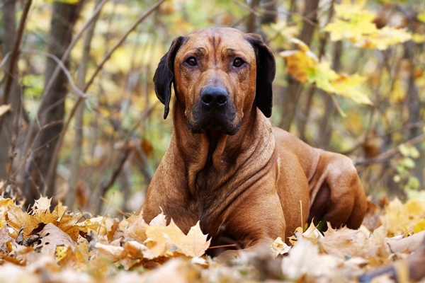 Rhodesian Ridgeback Rhodesian Ridgeback Bow Wow Meow Pet Insurance