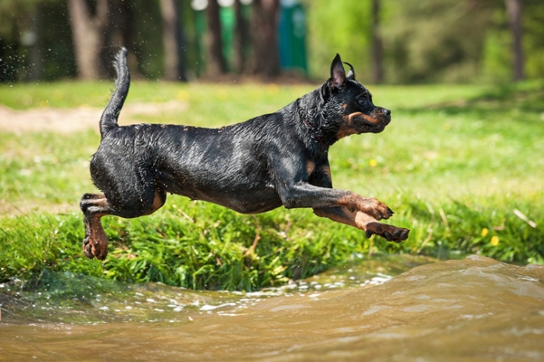 Rottweiler Bow Wow Meow Pet Insurance