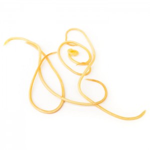 roundworm1-300×300