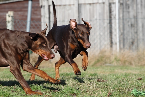 Running Doberman Doberman Bow Wow Meow Pet Insurance