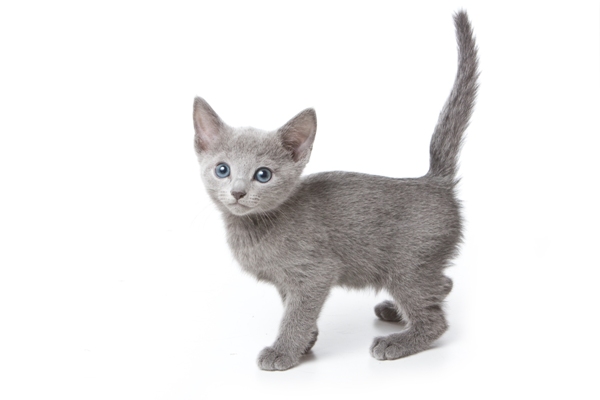 Russian Blue Kitten Russian Blue Cat Bow Wow Meow Pet Insurance