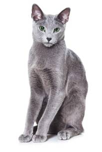 Russian Blue Cat