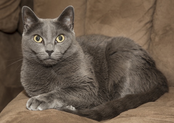 Russian Blue Russian Blue Cat Bow Wow Meow Pet Insurance