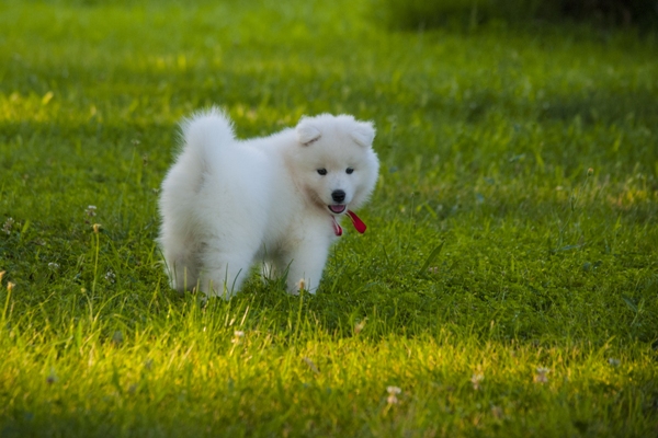 Samoyed Puppy Samoyed Dog Bow Wow Meow Pet Insurance