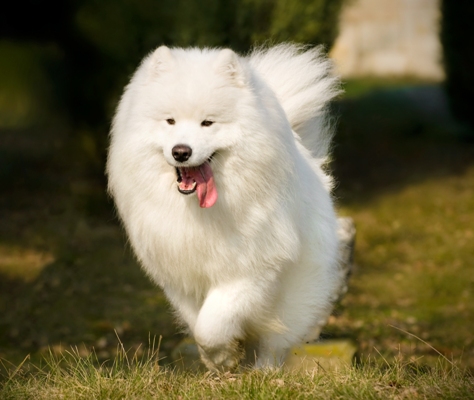 Samoyed Dog Breed Bow Wow Meow Pet Insurance